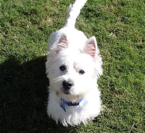 westie rescue of orange county|westie dogs for adoption.